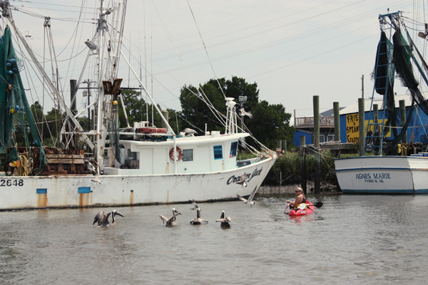 Kayaker feeding pelicans along the Savannah River